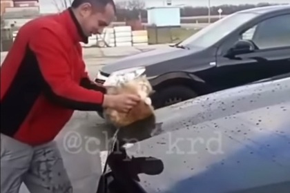 Житель Кубани помыл котом машину