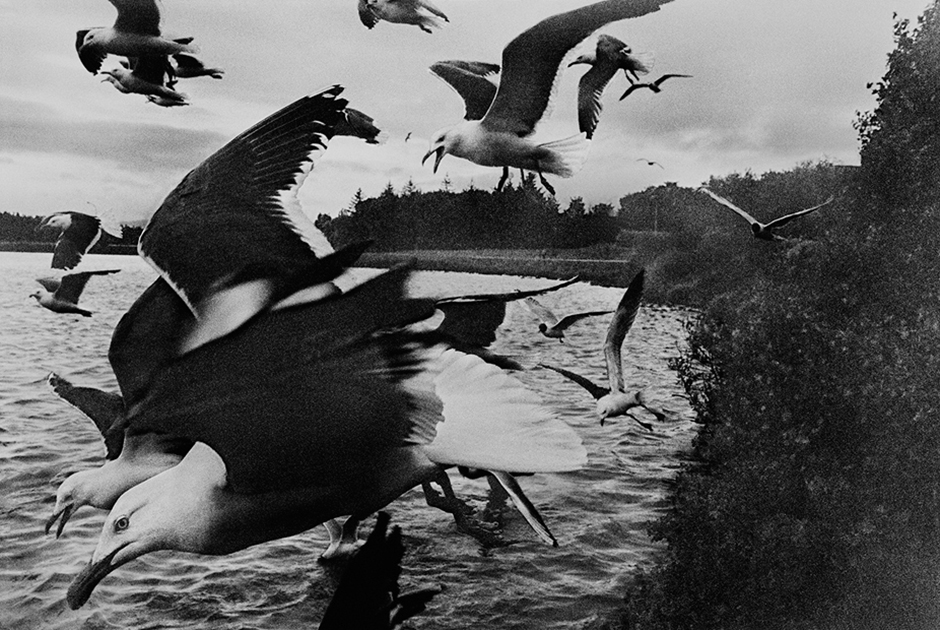 Так мог бы выглядеть кадр из фильма «Птицы», если бы Хичкок задумал показать  чаек вместо ворон. 