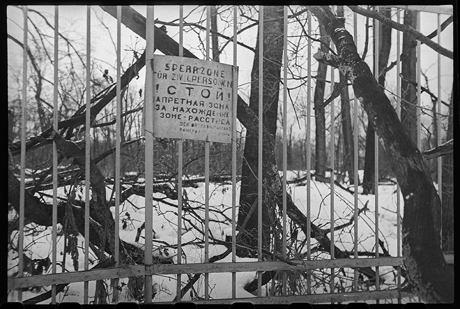 В освобожденном Пушкине. Плакат немецкого коменданта на решетке Екатерининского парка, грозящий расстрелом находящимся в этой зоне. Ленинградский фронт, 1944 год.