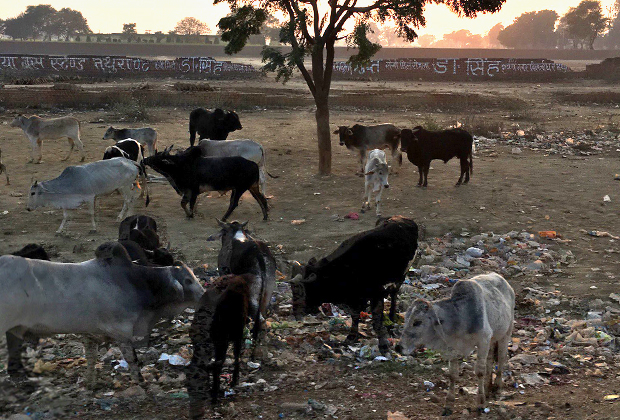 Священные коровы в Индии питаются мусором