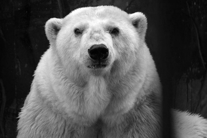 Пережившая развал СССР белая медведица умерла в голоде и одиночестве