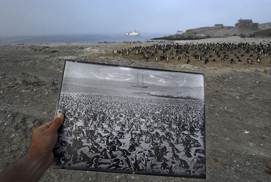 Фотография колонии пингвинов, запечатленных на африканском острове Галифакс в конце 1890-х годов. Снимок резко контрастирует с нынешней ситуацией на Галифаксе. Когда-то на острове проживали более 100 тысяч пингвинов.
