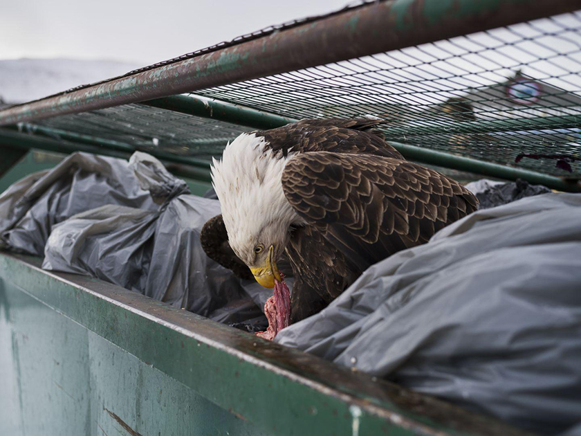 Лысый орел пирует в мусорном контейнере супермаркета на Аляске.