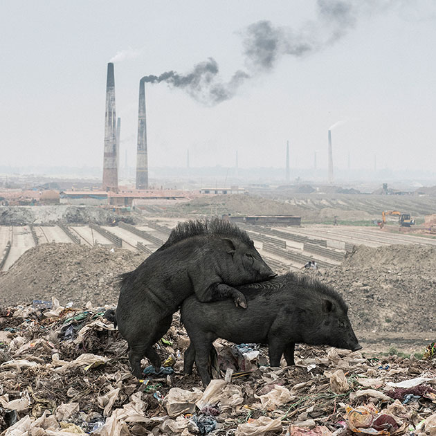 Город Дака (Бангладеш) — самый быстрорастущий в мире, ежедневно в поисках лучшей жизни там оседают тысячи людей. Все это привело к настоящей экологической катастрофе: отходы буквально уничтожают местную природу.