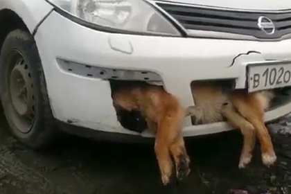 Россиянин сбил собаку и несколько дней катался с ее трупом в бампере