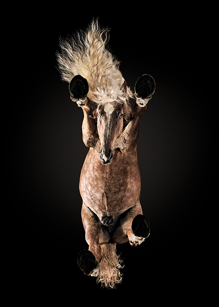 На снимке — необычная лошадь породы литовская тяжелая, сфотографированная снизу. Он был сделан летом 2017 года в Литве. 


Фотограф вырыл трехметровую яму в земле и положил в нее большую деревянную коробку. Лошадь стояла на закаленном стекле толщиной 30 мм. Грива этого животного была записана в «Литовской Книге рекордов» как самая длинная в стране.


Фотография вошла в шорт-лист открытого конкурса.