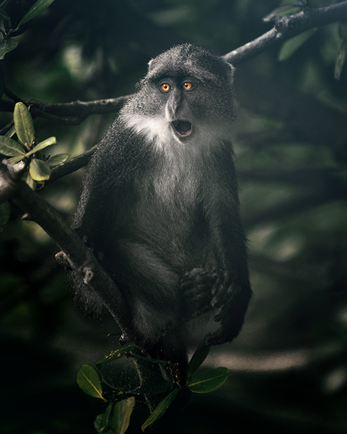 «Эта нахальная обезьяна была первым животным, которое мы увидели во время прогулочного сафари в Национальном парке Цаво в Кении», — рассказал фотограф. 

Снимок вошел в шорт-лист открытой программы по тематике «Дикая жизнь».
