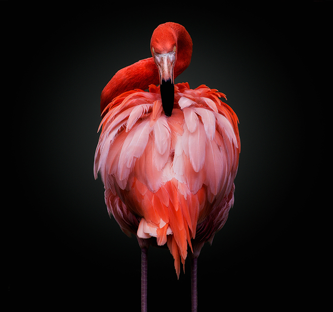 Фотография с красным фламинго стала победителем открытого конкурса в категории «Дикая жизнь».


