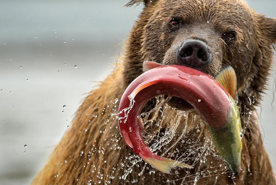 Чтобы набрать вес до зимней спячки, курильскому медведю необходимо съедать до 40 лососей в день. Этот бурый медведь удачно порыбачил в Курильском озере.