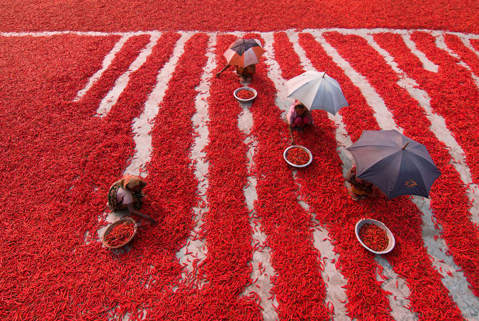 На фермах, выращивающих перец чили в Богре (Бангладеш), работает более двух тысяч человек. Они поставляют специи местным компаниям.


Перец чили — обязательный ингредиент в блюдах бенгальской кухни, популярной в Бангладеш. Финалист в номинации «Путешествия».
