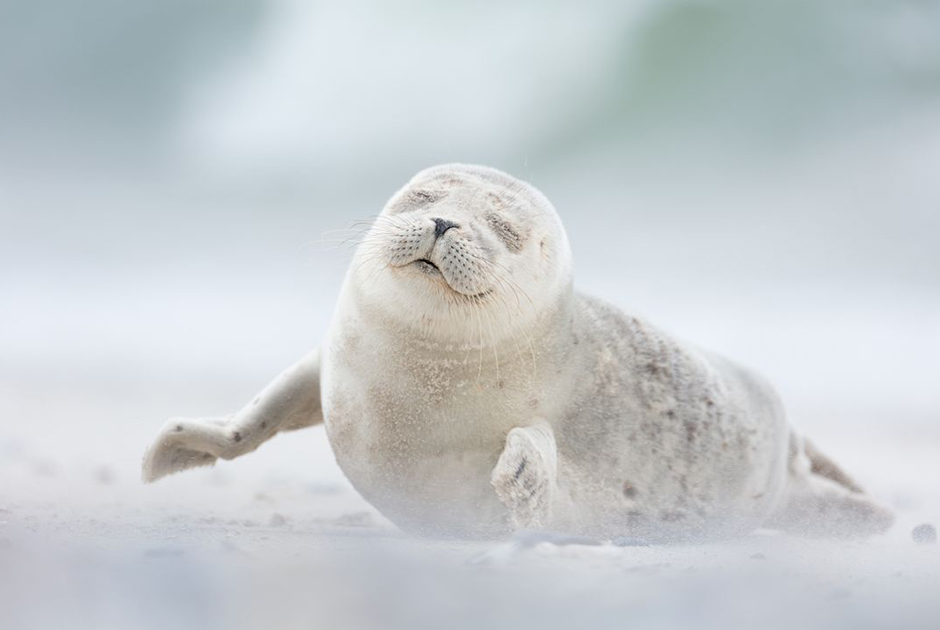 Этот смешной малыш тюленя наслаждается утренним бризом на острове Хельголанд-Дюне в Германии. Снимок стал финалистом в категории «Живая природа».