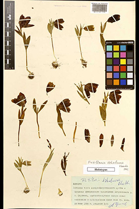 В коллекции Гербария хранится много образцов, по которым были описаны виды. Такие образцы называются типовыми или голотипами.