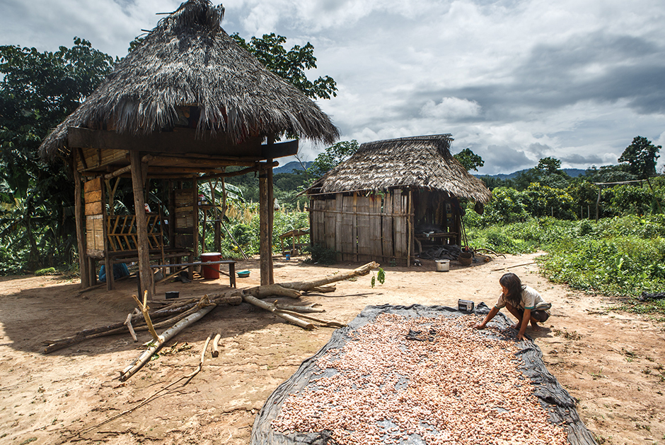 У ашанинка сельское хозяйство очень развито, на своих полях-чакрах они выращивают более двадцати различных культур. Одна из самых популярных — какао: семена в сочной оболочке помещают в мешок, сливают сок, который пьют как освежающий напиток, а потом раскладывают содержимое мешка на солнце для сушки и ферментации. После какао-бобы продают в города, и там уже из них делают шоколад.
