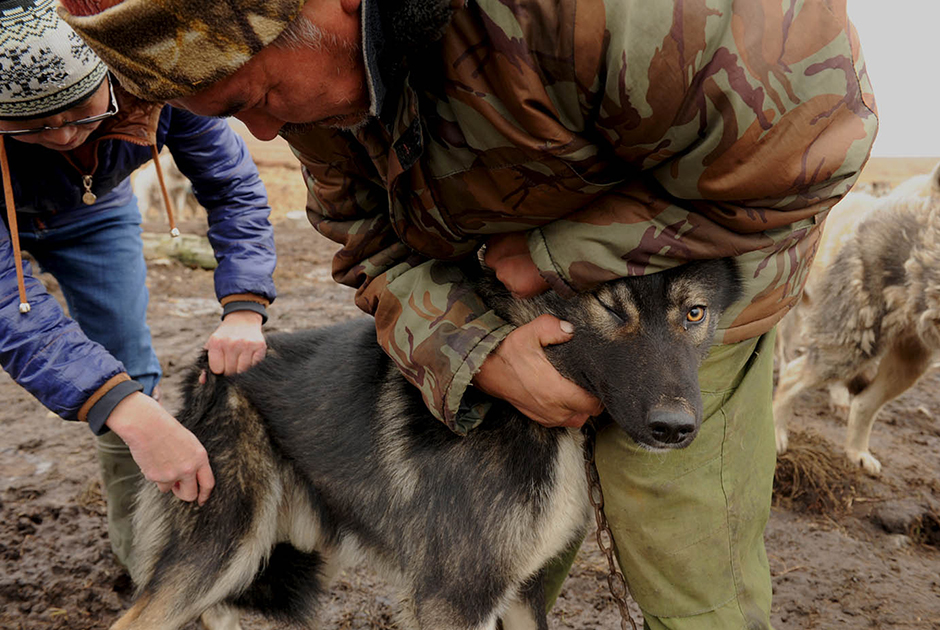 Прививки — необходимая мера в местных условиях, поскольку наличие беспризорных собак в каждом чукотском поселке не может гарантировать безопасность для владельца упряжки. 