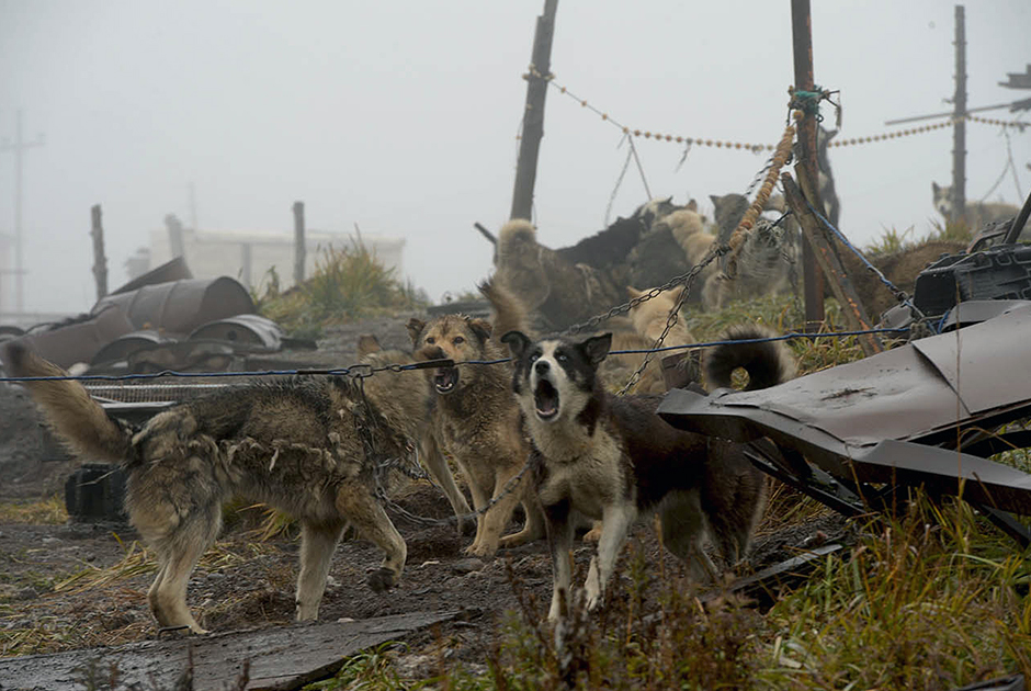 Чукотские собаки отличаются невероятной выносливостью, неприхотливостью в содержании и в дороге. 