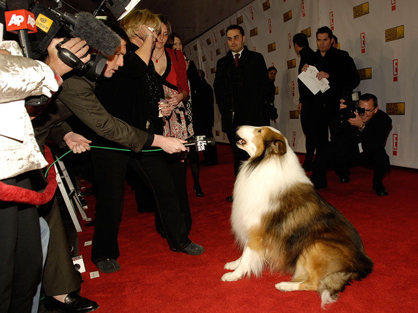 Журналисты берут интервью у собаки Лесси на церемонии вручения кинопремии «Выбор критиков» в Санта-Монике, штат Калифорния. Январь 2007 года.