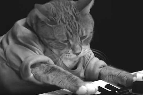 Умер ставший международным мемом кот-пианист: Интернет: Интернет и СМИ:  Lenta.ru