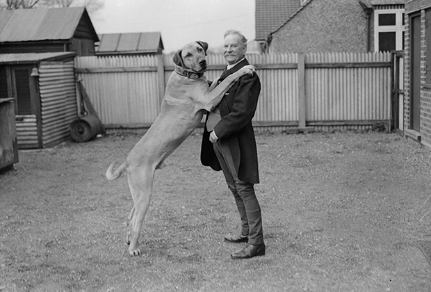В Англии мужская мода была значительно консервативнее. Ветеринар из Виндзора Джеймс Уэбб одет в длинное пальто и жилет, у его рубашки жесткий стоячий воротник, как будто на дворе январь не 1935 года, а в лучшем случае 1925-го. 