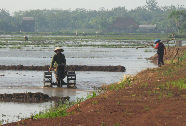 Механизация труда на рисовом поле: человек стоит на фанерке, которую тащит мотоблок