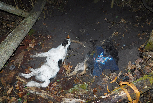 Расстрелянная собака, найденная неподалеку от места захоронения Пушкова