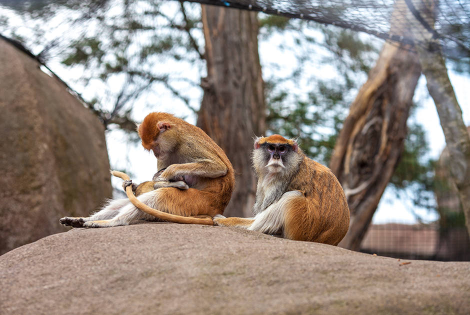 Лейпцигский зоопарк — самый красивый и большой в Европе. Здесь находятся крупнейший в мире павильон обезьян «Понголанд», львиная саванна «Макази-Симба», сибирская «Тигровая тайга» и павильон слонов «Ганеша Мандир». 