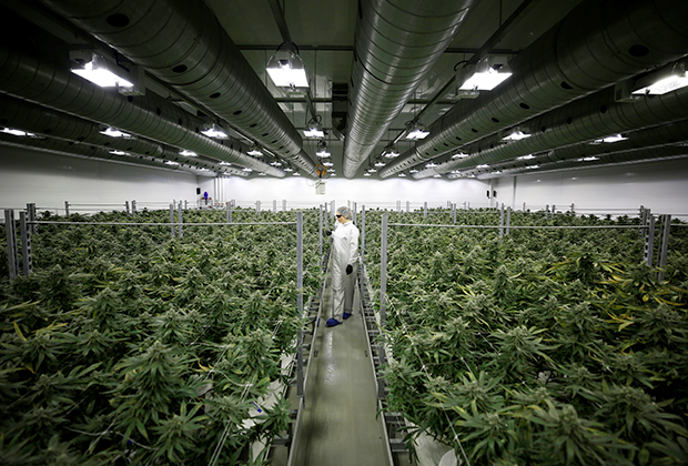 плантация марихуаны в америке