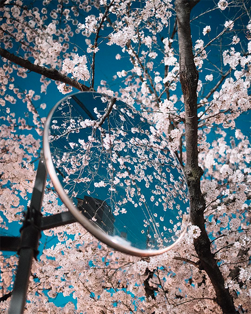 В апреле в японском Киото зацветает сакура. Автору снимка, сингапурскому фотографу Йику Киту, показалось символичным окруженное цветами зеркало. «Это отражение хрупкости природы», — пишет он.