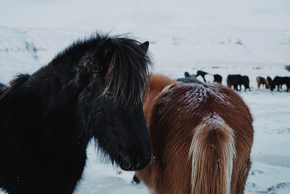 В январе нам довелось увидеть другую —безлюдную, пустынную — Исландию. В августе около каждого каньона или водопада стояло по две-три машины, в январе мы были одни всегда и везде. Рядом расхаживали только обросшие мехом коренастые лошади — уникальная порода, выведенная на острове еще во времена викингов. Вывозить коня из Исландии нельзя категорически — кровь должна оставаться чистой. Если он попадет за пределы страны, ввозить его назад тоже запрещено.
