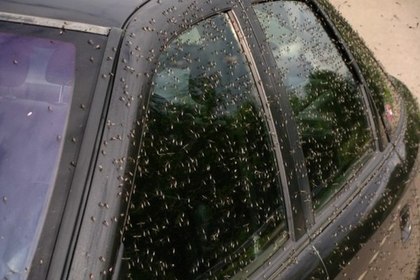 Миллиарды комаров атаковали Воронежскую область