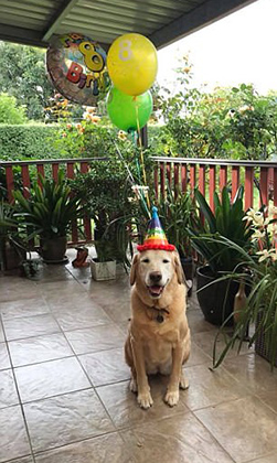 Лабрадор празднует день рождения