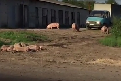 Две сотни свиней вывалились из фуры под Воронежем и прилегли