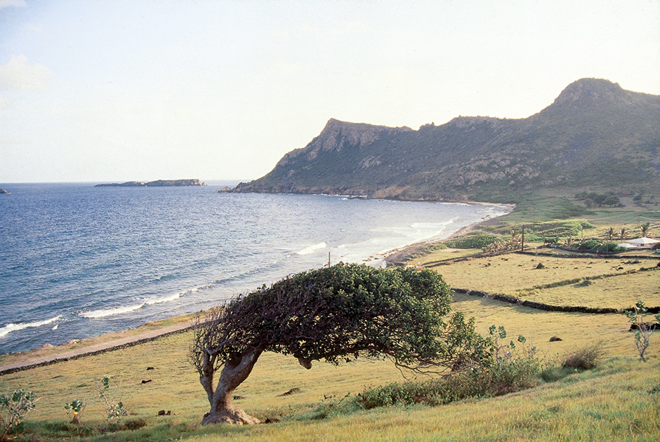 На райском острове даже стихия создает шедевры. Любимое дерево Жака Золти на берегу бухты Гран-Фонд, принявшее необычную форму после урагана «Луи», 1988 год.