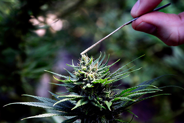 Проблема легализации марихуаны официально разрешена марихуана