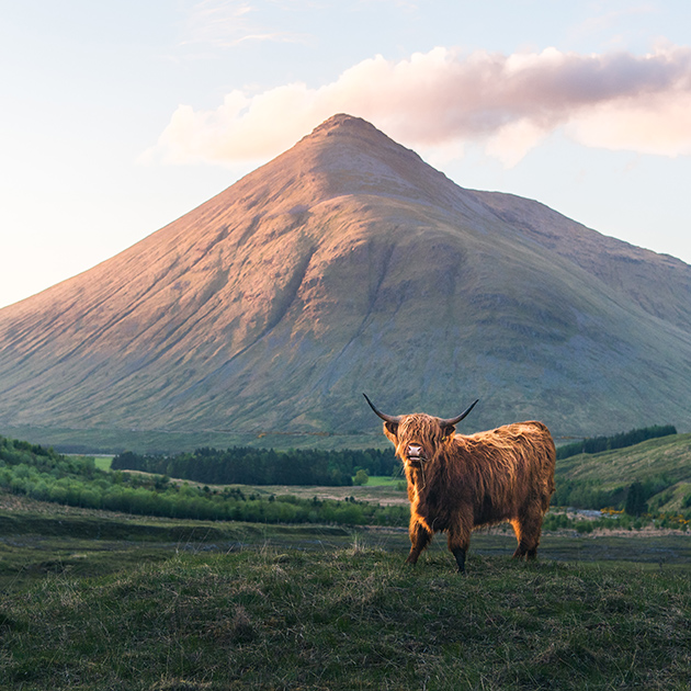 Шотландских коров называют хайленд: эти неприхотливые животные с жесткой длинной шерстью и теплым подшерстком обитают в шотландских высокогорьях (по-английски highlands). Они способны прокормиться там, где подножного корма недостаточно даже овцам, а плотная шерсть позволяет держать скот на вольном выпасе почти круглый год.