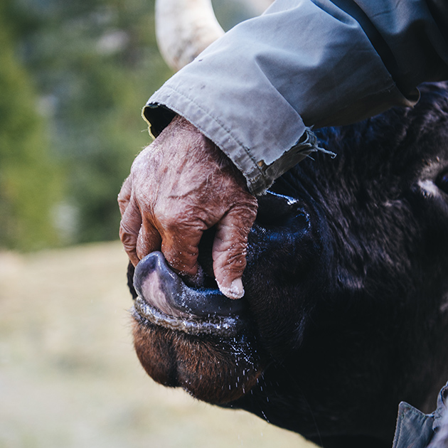 На снимке житель горной деревушки Лаутербруннен кормит с руки домашнего быка.