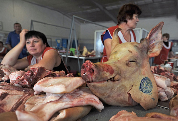 Белоруссию обвиняют в недостаточных усилиях по борьбе с африканской чумой свиней