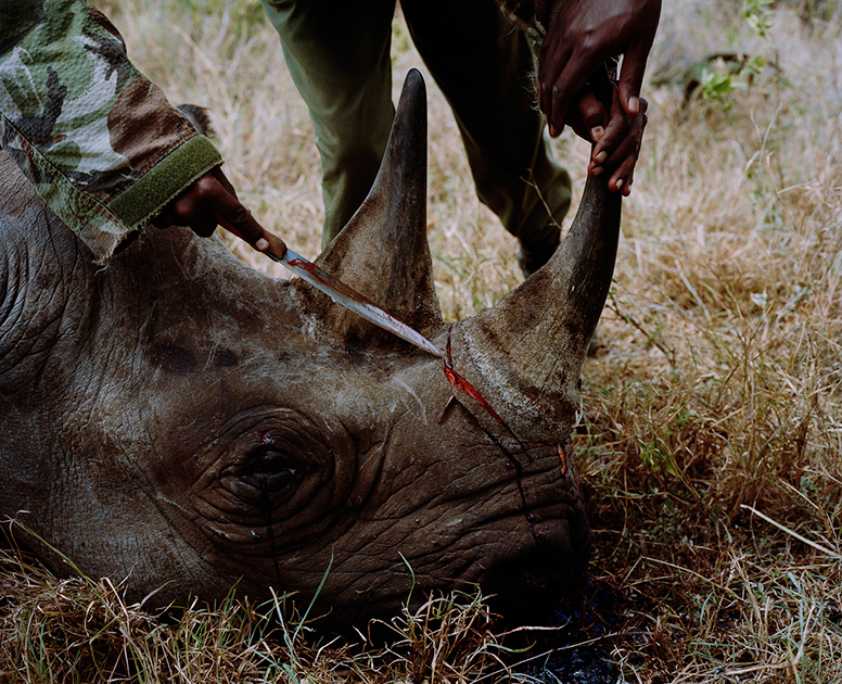 Продолжающаяся серия фотографий Дэвида Канселлора посвящена подвигу кенийцев, каждый день защищающих дикую природу и ее обитателей от жестоких браконьеров. Трогательные изображения спасенных животных попали в шорт-лист конкурса.