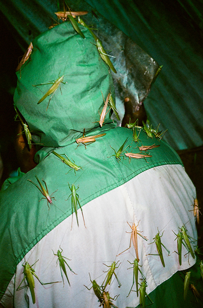 Кузнечики (nsenene на африканском языке луганда) для Уганды стали не только местным деликатесом, но и источником обогащения. Микеле Сибилони тщательно задокументировал процесс ловли этих насекомых. Эта фотоподборка принесла ему место в шорт-листе конкурса CAP.




Каждую ночь большая часть населения охотится на кузнечиков: ловушки из бочек, пластиковых бутылок, сетей, мешков и металлических листов расставляют повсюду, даже на крышах домов. Привлекают насекомых мощным электрическим светом. Сезон ловли — во время массовой миграции кузнечиков, когда тучи насекомых закрывают небо. Такое происходит два раза в год, сразу после сезона дождей.