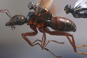 Из жизни насекомых Кино недели: от «Человека-муравья и Осы» до «Пылающего»