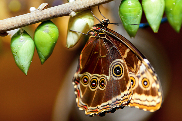 Инсектарий для бабочек: создание, содержание, уход