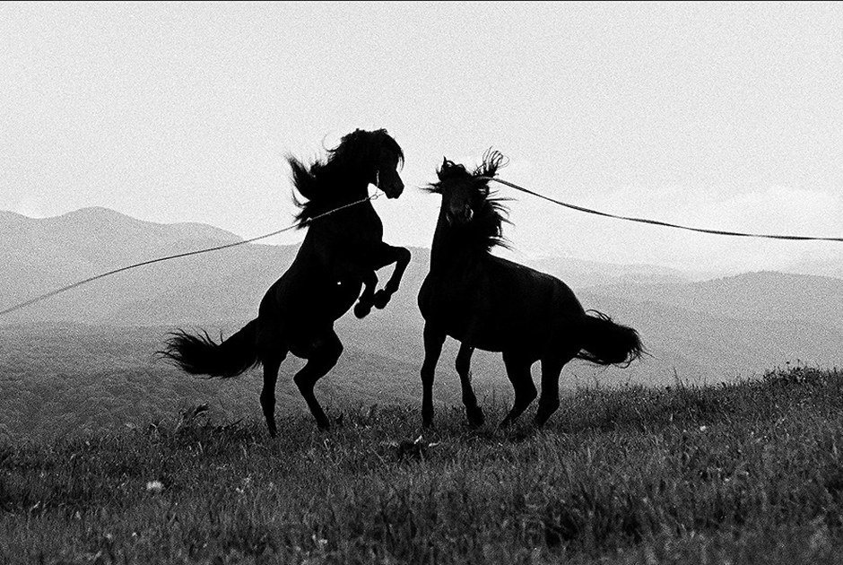В черкесском языке «брат» и «конь» обозначаются одним словом —«шы». Для черкесов конь до сих пор не только друг и помощник, но и второе «я».