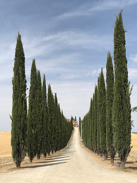 Первое место, номинация «Деревья»

«Эта фотография сделана рядом с городами Пьенца и Монтальчино»

Валь-д’Орча, Италия
Снято на iPhone 7 Plus