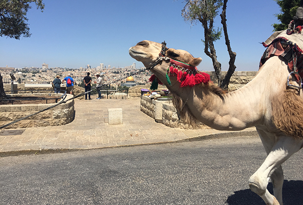 Верблюды «работают» не только в пустыне, но и в центре Иерусалима