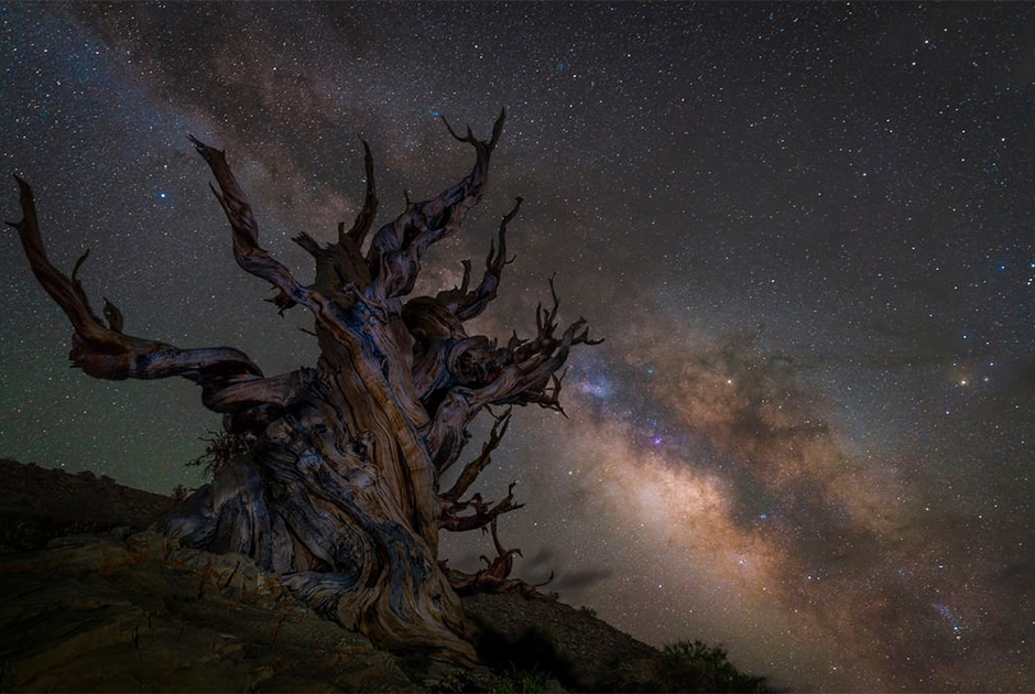 Млечный Путь над остистыми соснами в Национальном заповеднике Иньо в Калифорнии. Эти деревья растут на высоте около трех тысяч метров и доживают до четырех тысяч лет. Фотография была сделана в промежутке между двумя ночными грозами.
