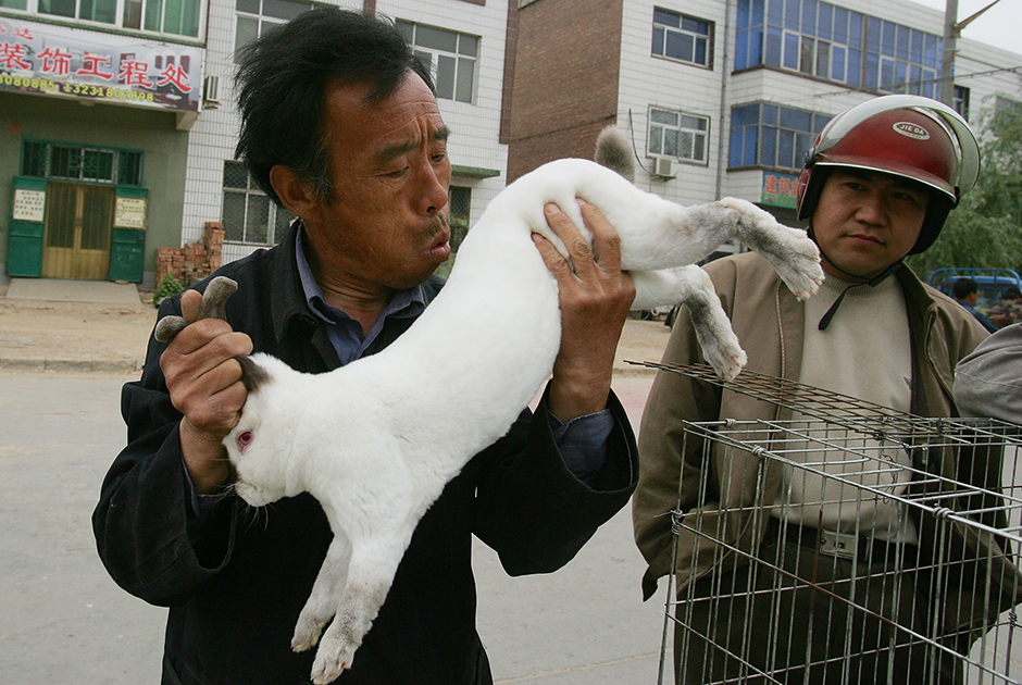 Животные в Китае практически приравниваются к неодушевленным предметам. Отправить кролика по почте или пнуть подвернувшуюся на пути кошку — обычное дело. 