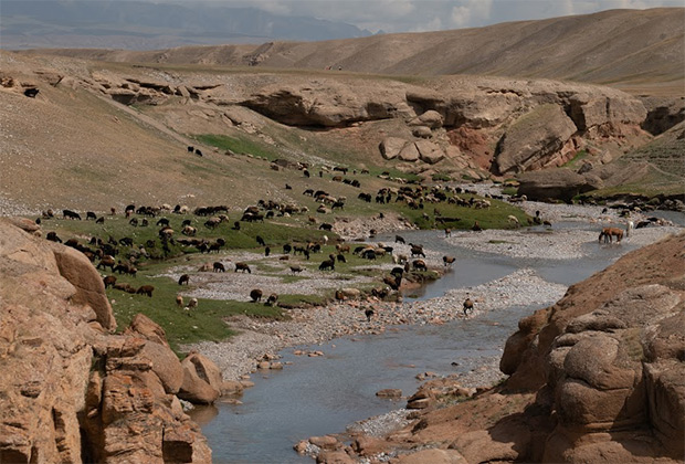 Поголовье скота в Кыргызстане растет каждый год, но кажется, что эти луга способны дать пищу и впятеро большему числу яков, коров, лошадей и баранов. 