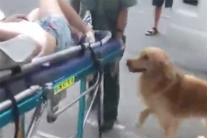 Верному псу позволили проводить хозяйку в больницу