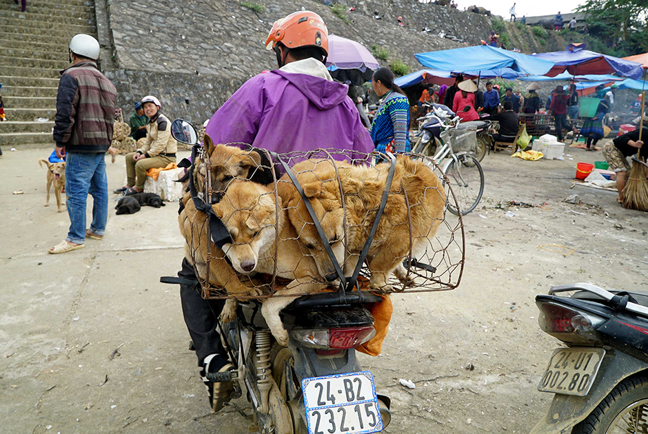 Вьетнамцы употребляют собак в пищу и этого не скрывают. Местные выращивают этих животных специально для того, чтобы потом приготовить из них какое-нибудь блюдо. Вьетнамцы считают: если отобедал псом — в жизни обязательно будет удача.
