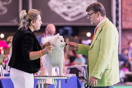 Елена Булыгина показывает собаку породы японский шпиц судье из Финляндии Кари Ярвинену.