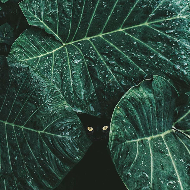 После сильного ливня мексиканский фотограф Родриго Гузман решил снять капли на листьях и не сразу понял, что кто-то смотрит на него из-под них. «Меня вдохновило ощущение таинственности, которое возникает, когда видишь что-то скрытое в этих тенях», — говорит он.